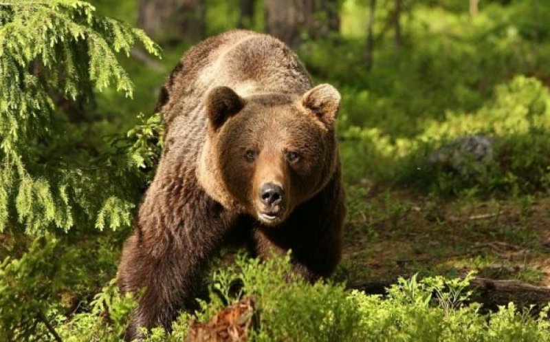 Doi turişti, salvaţi de jandarmi după ce s-au întâlnit cu un urs pe munte