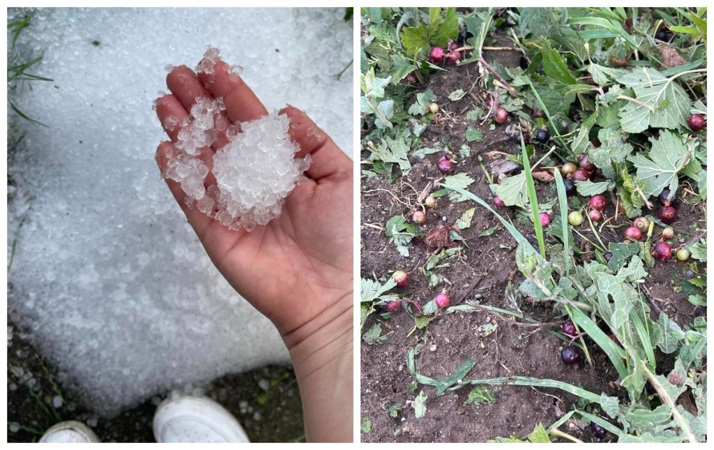 Furtuna a făcut ravagii în Cluj: Grindina a distrus plantații de fructe și un an de muncă pentru o afacere de familie