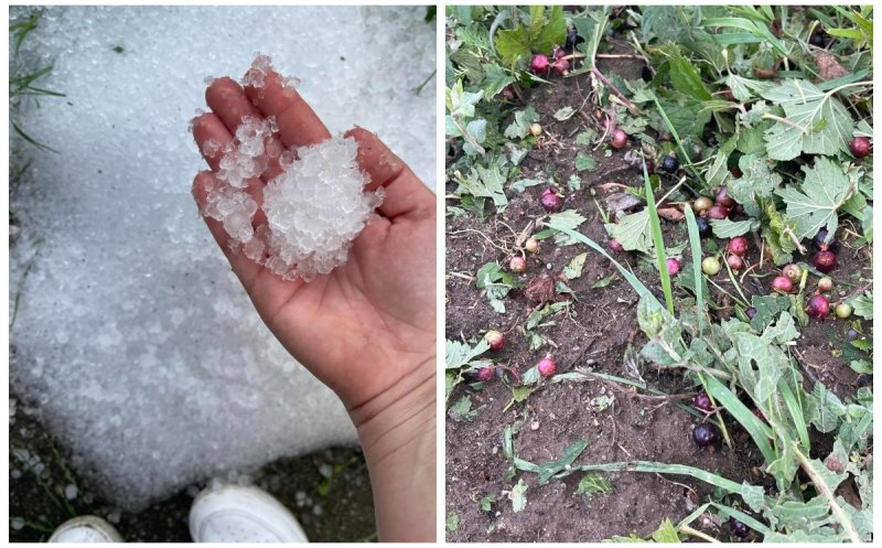 Furtuna a făcut ravagii în Cluj: Grindina a distrus plantații de fructe și un an de muncă pentru o afacere de familie