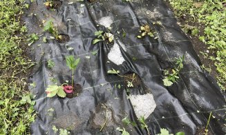 Furtuna a făcut ravagii în Cluj: Grindina a distrus plantații de fructe și ani de muncă pentru o afacere de familie în doar 30 de minute