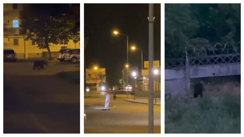 Ursul ”Bruce Lee” din Dej / A fost transmis mesaj RO-Alert