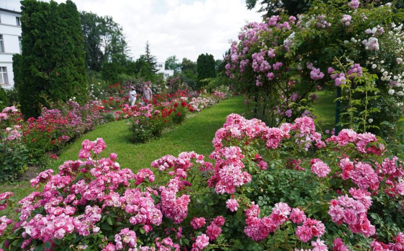 Splendoarea trandafirilor în Grădina Botanică "Alexandru Borza" Cluj-Napoca