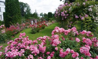 Splendoarea trandafirilor în Grădina Botanică "Alexandru Borza" Cluj-Napoca