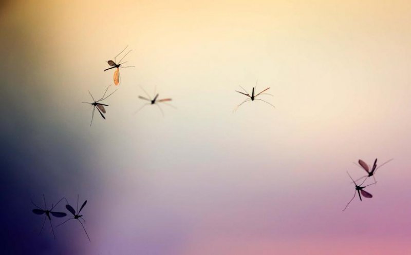Europa în alertă: Apar tot mai mulți țânţari care transmit Zika și febra Galbenă/ Crește numărul cazurilor cu Denga
