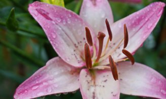 Crinii, în plină floare la Grădina Botanică Cluj