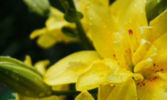 Crinii, în plină floare la Grădina Botanică Cluj