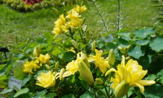 Crinii, în plină floare la Grădina Botanică Cluj