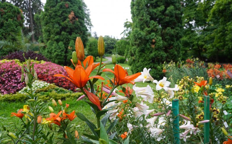 Crinii, în plină floare la Grădina Botanică Cluj