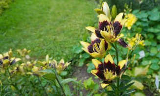 Crinii, în plină floare la Grădina Botanică Cluj