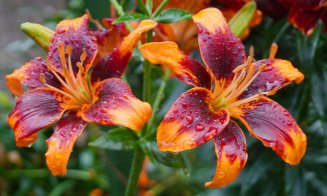 Crinii, în plină floare la Grădina Botanică Cluj