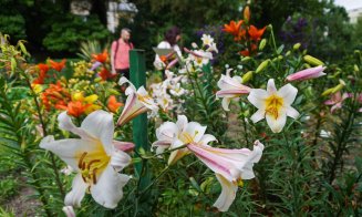 Crinii, în plină floare la Grădina Botanică Cluj