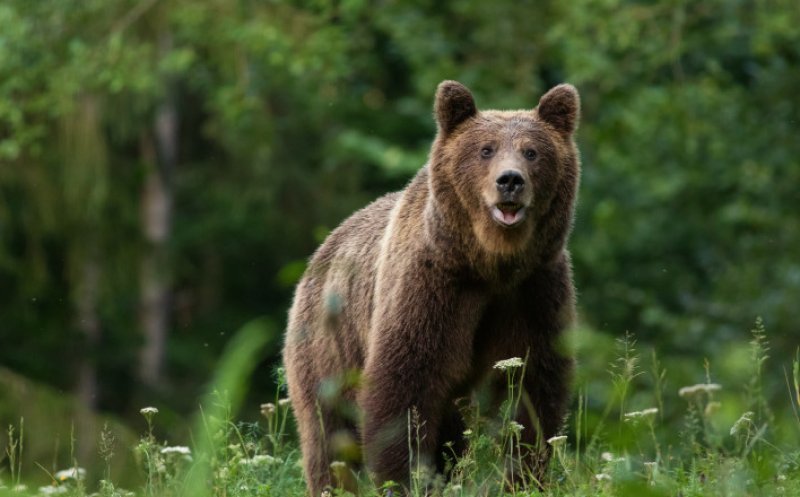Te pregătești de drumeție? Uite 10 sfaturi esențiale de la Salvamont, ca să nu dai nas în nas un animal sălbatic