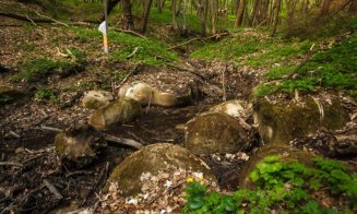 ”Pietrele vii”, o ciudățenie a naturii, inclusiv la Cluj