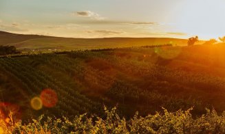 Un vin alb produs la Cluj a fost revelația la Concours Mondial de Bruxelles