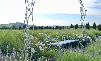 Un robot autonom culege singur un lan de lavandă într-o oră. Invenţie a unei echipe din Cluj-Napoca