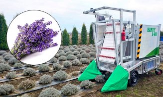 Un robot autonom culege singur un lan de lavandă într-o oră. Invenţie a unei echipe din Cluj-Napoca