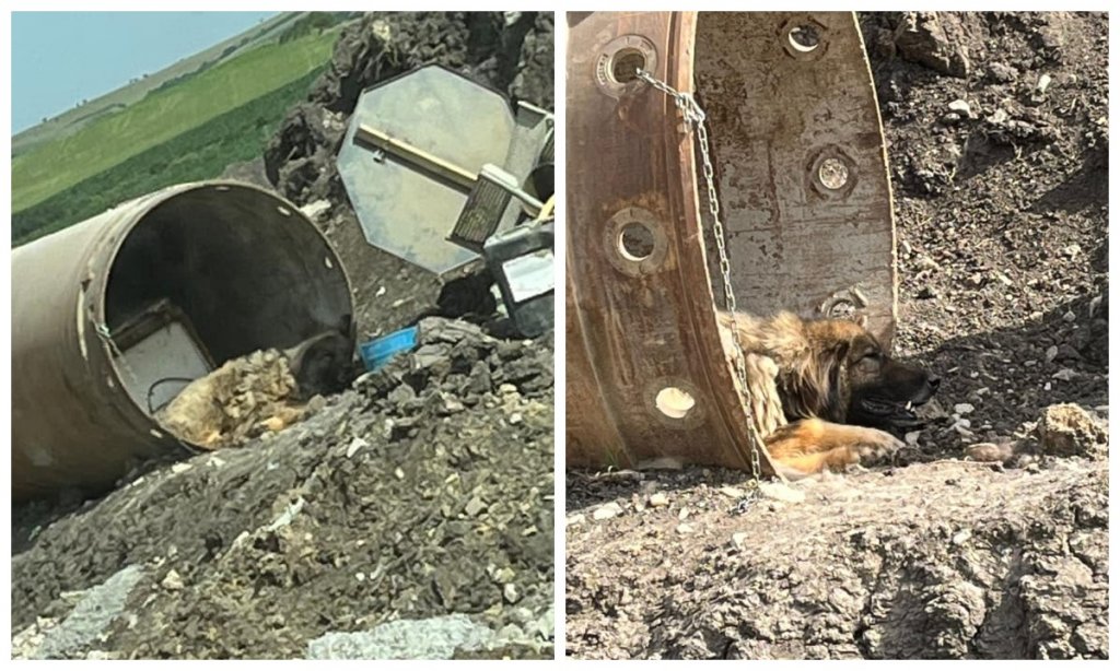 Cruzime pe șantierul de pe A3, în Tureni. Câine legat de un cilindru metalic și lăsat fără apă în caniculă