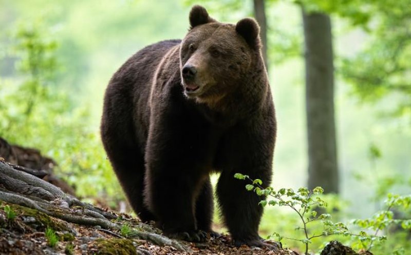 Salvamontiştii și jandarmii caută un bărbat plecat după ciuperci, care a dispărut după ce grupul său s-a întâlnit cu un urs