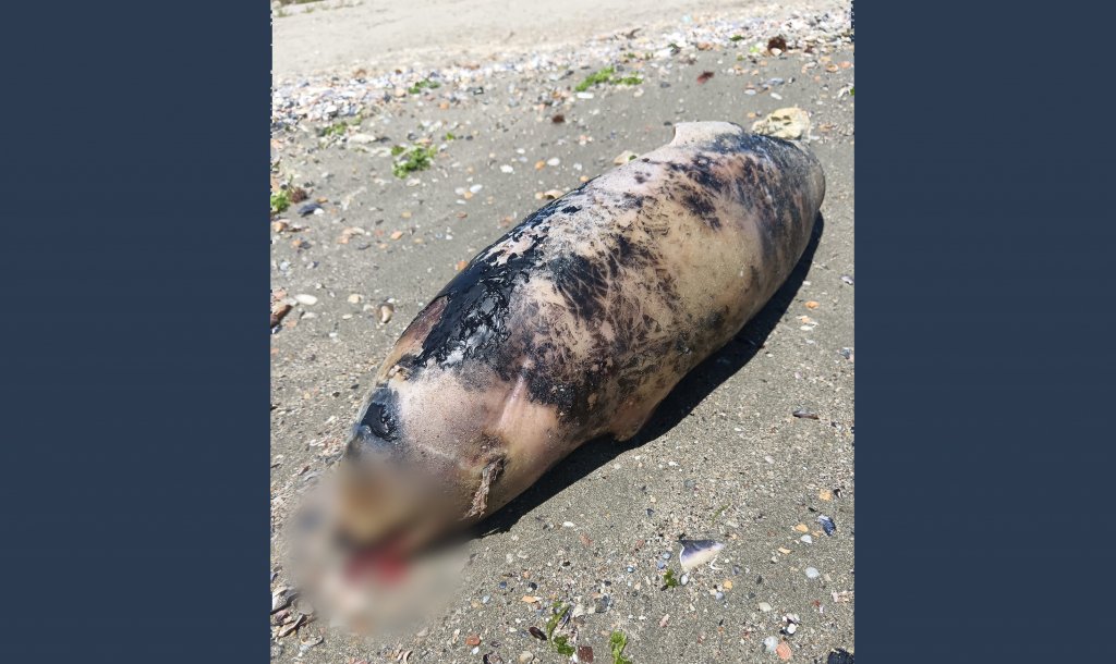 "Plaja Eforie Sud. Din păcate am văzut vreo 3 pui astăzi, morți, aduși de valuri..."