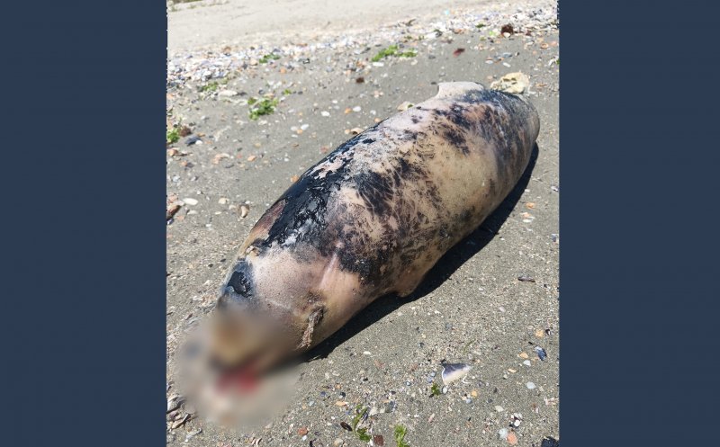 "Plaja Eforie Sud. Din păcate am văzut vreo 3 pui astăzi, morți, aduși de valuri..."