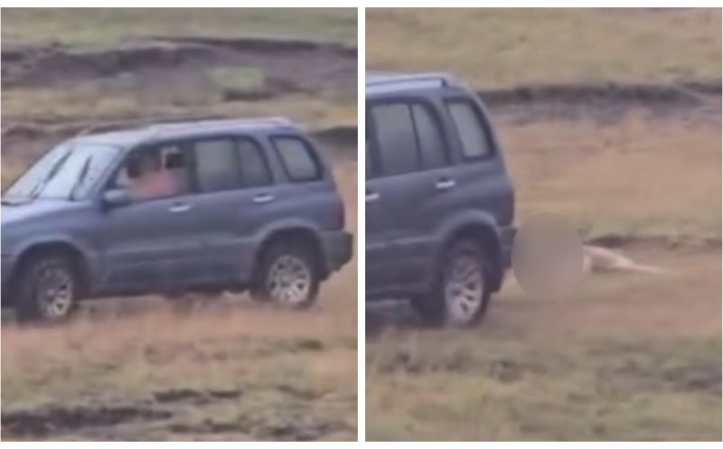 Cruzime extremă într-o comună din Cluj: Câine legat și tras de mașină pe un câmp