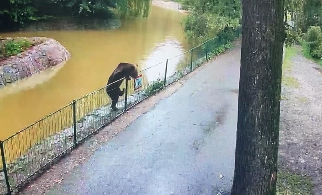 Un urs se plimbă LIBER de câteva nopți prin Grădina Zoologică Târgu Mureș și a sfâșiat o căprioară / Reprezentanții de la ZOO: ”Grădina este sigură pentru vizitare pe parcursul zilei. Vă așteptăm cu drag!”