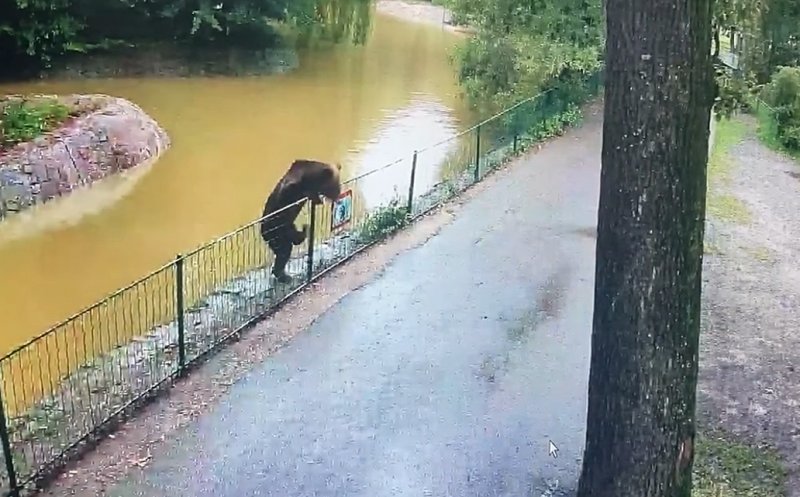 Un urs se plimbă LIBER de câteva nopți prin Grădina Zoologică Târgu Mureș și a sfâșiat o căprioară / Reprezentanții de la ZOO: ”Grădina este sigură pentru vizitare pe parcursul zilei. Vă așteptăm cu drag!”