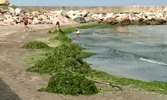 Turiștii, dezamăgiți că şi-au stricat vacanţa / 800 de tone de alge strânse deja de pe litoralul Mării Negre