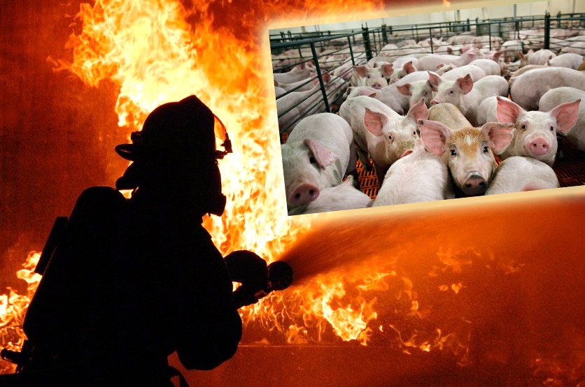 DEZASTRU la o fermă de porci din judeţul Cluj / 612 animale au ars de vii într-un incendiu izbucnit în cursul nopţii