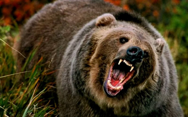 URSUL care a ucis turista de 19 ani i-a atacat de mai multe ori inclusiv pe salvatori / Animalul a fost împuşcat