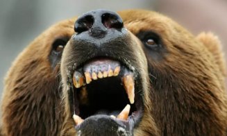 Anchetă pentru a stabili dacă ursul care omorât o tânără de 19 ani pe Jepii Mici din Bucegi era turbat