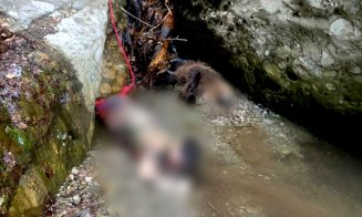Fata de 19 ani UCISĂ de urs / Scene de groază povestite de salvamontiști: ”Am crezut că unul dintre colegii mei a murit”