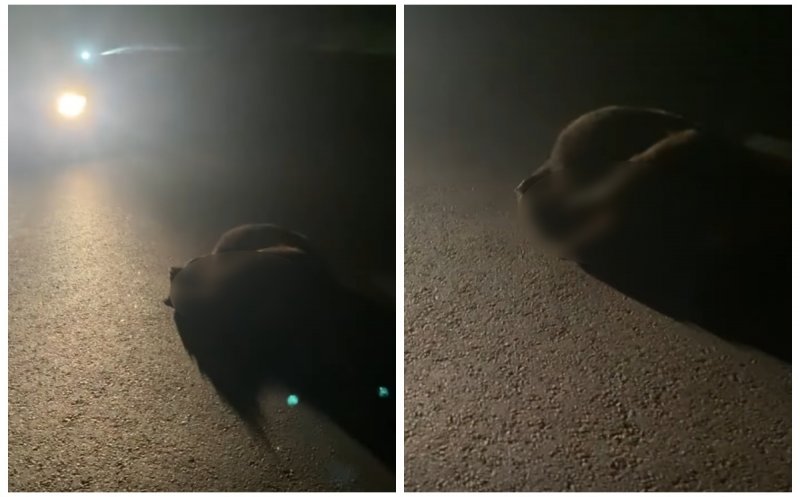 Pui de URS, lovit de o mașină pe un drum din Cluj. Animalul a murit în urma impactului