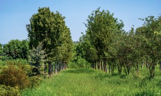 Metasequoia, arbori de cauciuc, ginkgo biloba, printre cei aproape 700 de copaci pregătiți pentru a aduce natura în proiectul IULIUS de reconversie ur