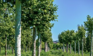 Metasequoia, arbori de cauciuc, ginkgo biloba, printre cei aproape 700 de copaci pregătiți pentru a aduce natura în proiectul IULIUS de reconversie urbană din Cluj