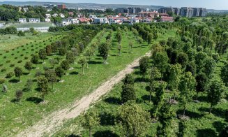 Metasequoia, arbori de cauciuc, ginkgo biloba, printre cei aproape 700 de copaci pregătiți pentru a aduce natura în proiectul IULIUS de reconversie ur