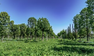 Metasequoia, arbori de cauciuc, ginkgo biloba, printre cei aproape 700 de copaci pregătiți pentru a aduce natura în proiectul IULIUS de reconversie ur