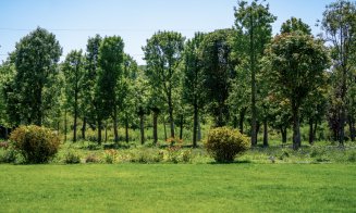 Metasequoia, arbori de cauciuc, ginkgo biloba, printre cei aproape 700 de copaci pregătiți pentru a aduce natura în proiectul IULIUS de reconversie ur