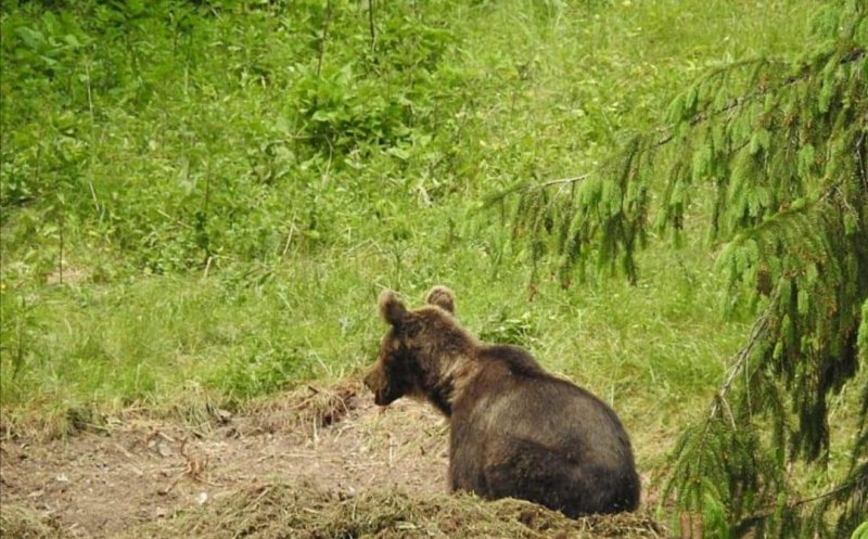 Parlamentul dă liber împușcării a peste 400 de urși în acest an