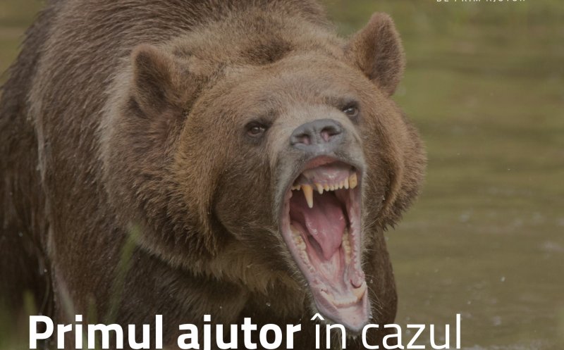 Cum să te protejezi și să acorzi primul ajutor în caz de întâlnire cu un urs în pădure