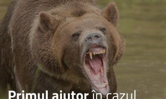 Cum să te protejezi și să acorzi primul ajutor în caz de întâlnire cu un urs în pădure