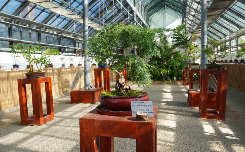 Expoziția de Bonsai continuă la Grădina Botanică