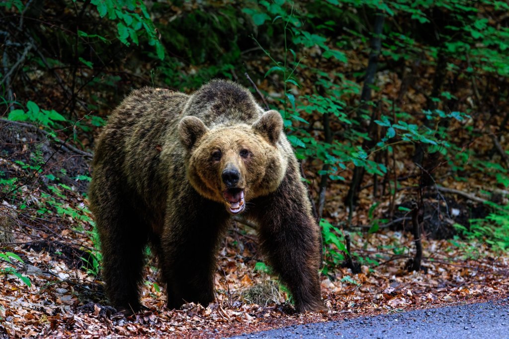 Câți urși vor putea fi împușcați fără autorizație în judeţul Cluj
