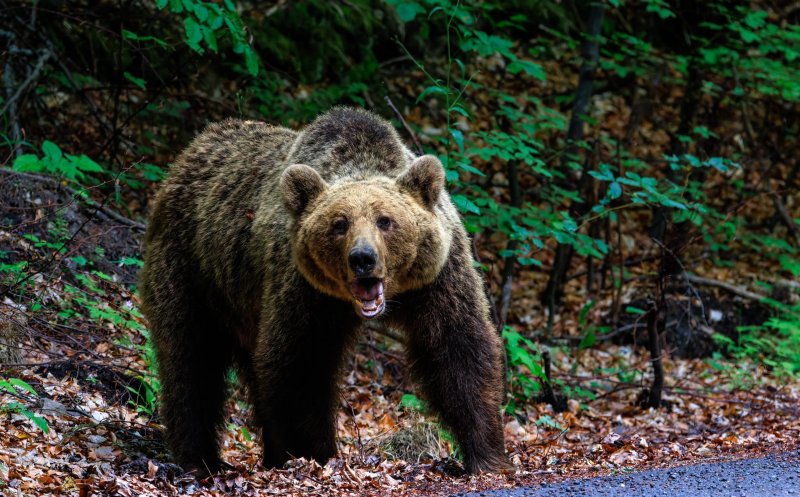 Câți urși vor putea fi împușcați fără autorizație în judeţul Cluj