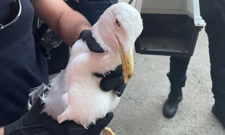 Pescăruș rănit, salvat de jandarmii clujeni dintr-o locuință din Mărăști