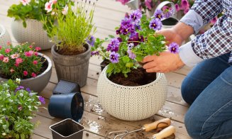 Ghivece pentru flori: tipuri, utilizări, idei și sfaturi de decor