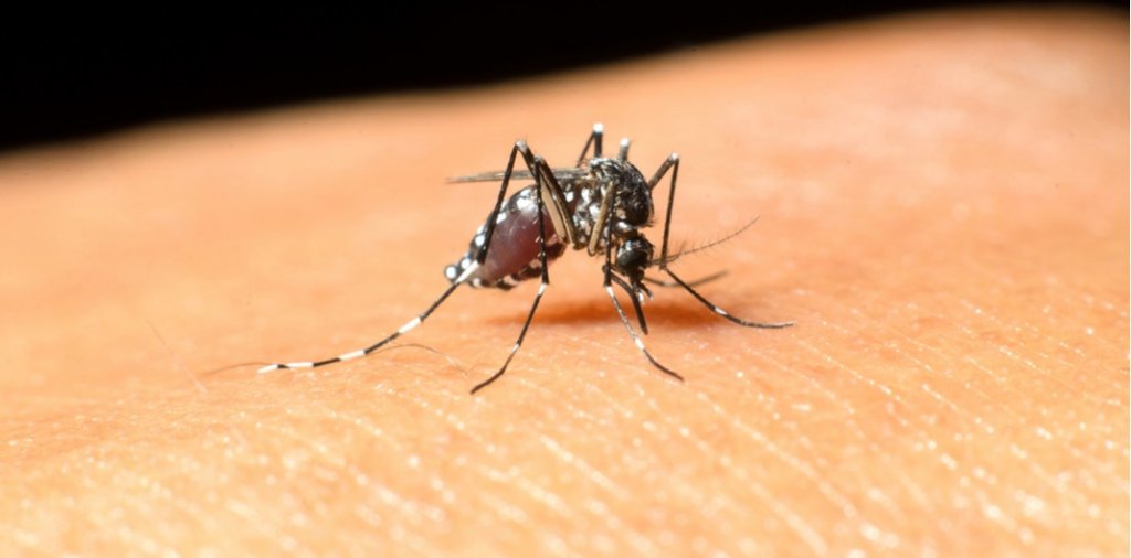 A fost raportat primul caz de infecţie cu virusul West Nile în România