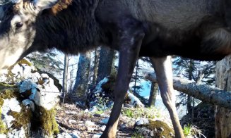 Imagini cu un cerb, surprinse în Parcul Natural Apuseni