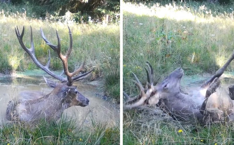 Spectacol rar în Parcul Natural Apuseni: Un cerb jucăuș, surprins în plină bălăceală de o cameră de supraveghere