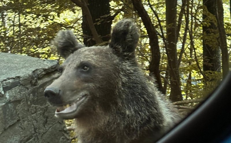 „Safari cu urși” pe Transfăgărășan, noua modă în turismul autohton